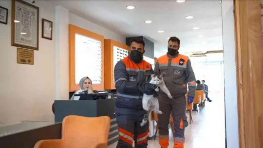 Sokak hayvanlarına sağlık bakımı ve mama desteği
