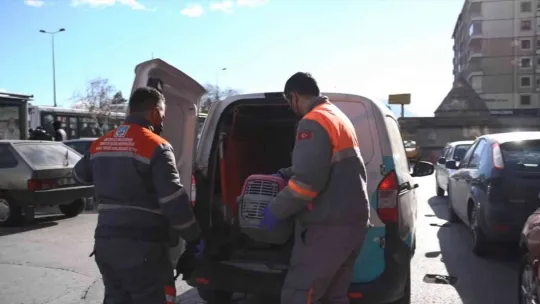 Sokak hayvanlarına sağlık bakımı ve mama desteği