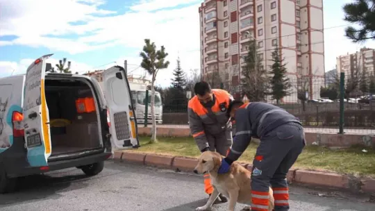 Sokak hayvanlarına sağlık bakımı ve mama desteği