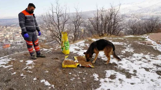Sokak hayvanlarına sağlık bakımı ve mama desteği