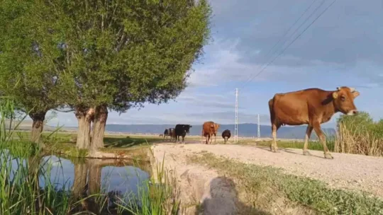 Mera kullanımına 'ceza'