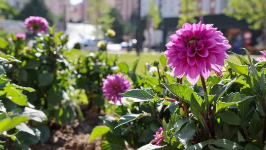 Mevlana Meydanı 14 ayrı tür çiçekle rengarenk