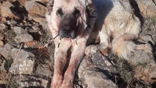 Oklu kirpi, iki köpeğin gözünü kör etti