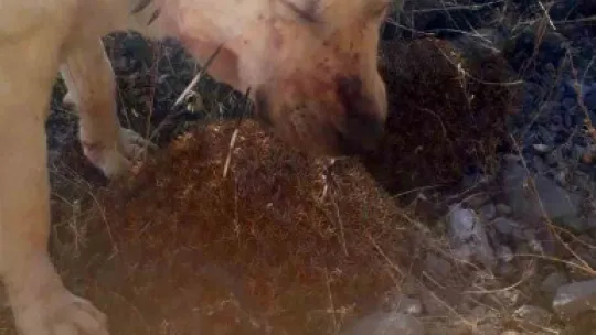 Oklu kirpi, iki köpeğin gözünü kör etti