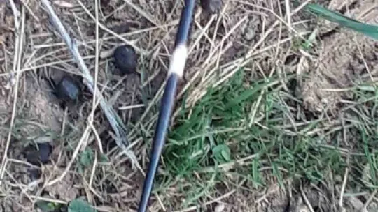 Oklu kirpi, iki köpeğin gözünü kör etti