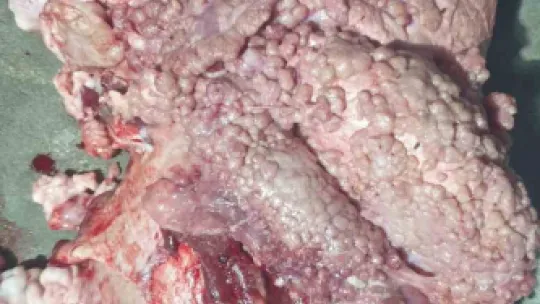 Önce hastalıklı kurbanlık sattılar, sonra tehdit ettiler