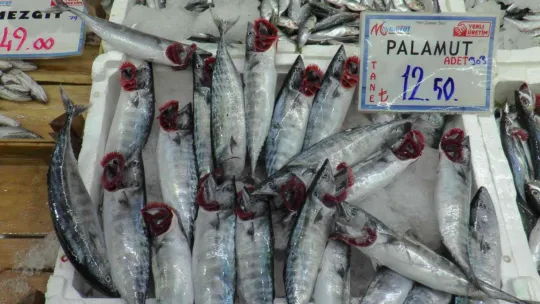 Palamut fırtınası Kayseri'de de esiyor