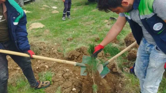 Pınarbaşı'nda başıboş köpekler toplanacak