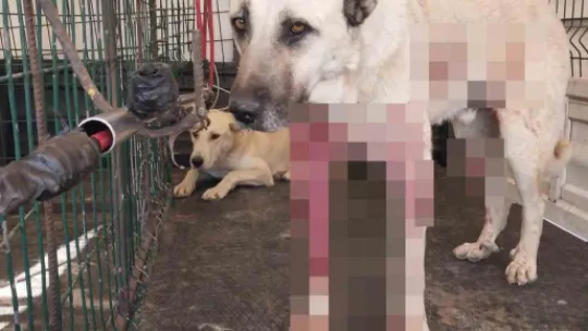Pompalı tüfekle dehşet saçtı: Tavuklarına zarar verdiğini iddia ettiği sokak köpeklerini vurdu