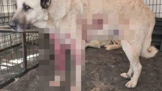 Pompalı tüfekle dehşet saçtı: Tavuklarına zarar verdiğini iddia ettiği sokak köpeklerini vurdu