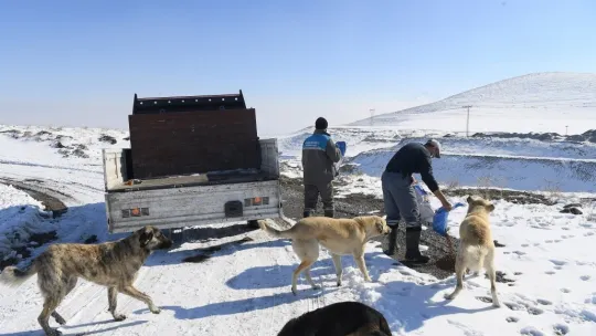 Sokak hayvanlarına mama bırakıldı