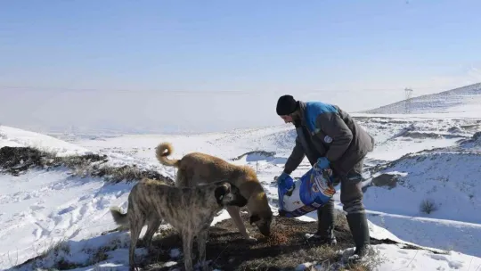 Sokak hayvanlarına mama bırakıldı