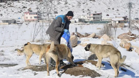 Sokak hayvanlarına mama bırakıldı
