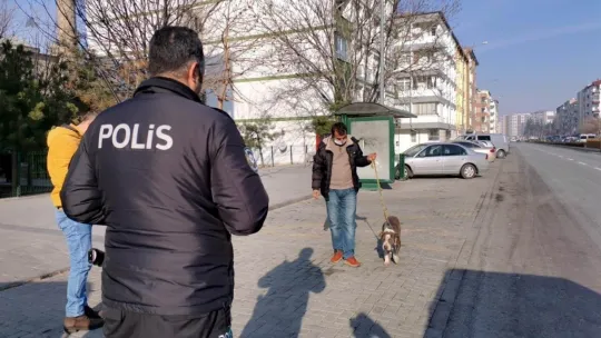 Sokakta başıboş gezen pitbul yakalanarak, barınağa teslim edildi