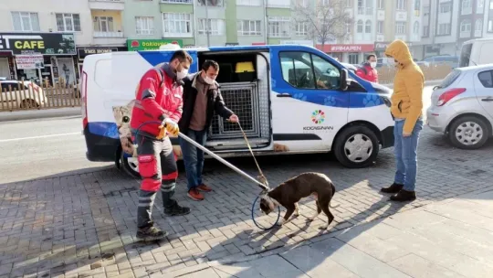 Sokakta başıboş gezen pitbul yakalanarak, barınağa teslim edildi