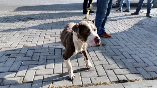 Sokakta başıboş gezen pitbul yakalanarak, barınağa teslim edildi