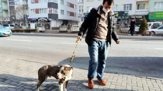 Sokakta başıboş gezen pitbul yakalanarak, barınağa teslim edildi