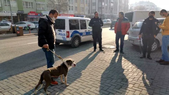 Sokakta başıboş gezen pitbul yakalanarak, barınağa teslim edildi
