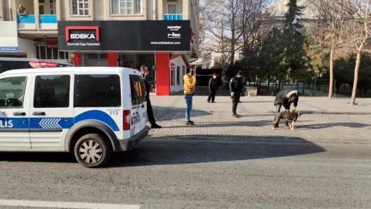 Sokakta başıboş gezen pitbul yakalanarak, barınağa teslim edildi