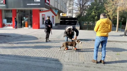 Sokakta başıboş gezen pitbul yakalanarak, barınağa teslim edildi