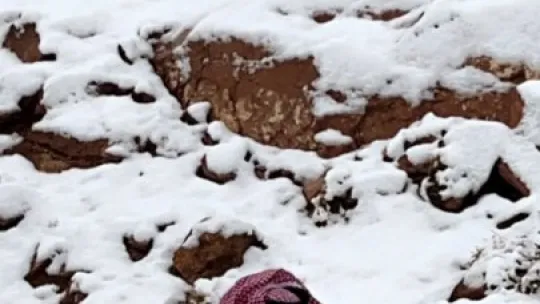 Suudi Arabistan'da kar sevinci