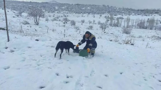 Talas Belediyesi'nden sokak hayvanları için 40 besleme noktası