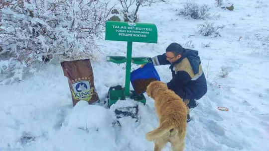 Talas Belediyesi'nden sokak hayvanları için 40 besleme noktası