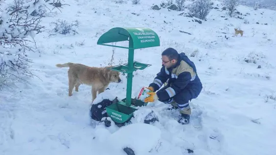 Talas Belediyesi'nden sokak hayvanları için 40 besleme noktası