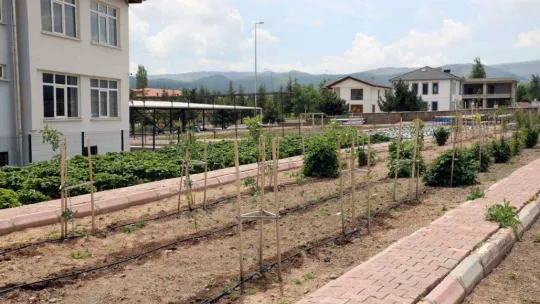 Talas'ta deneme bahçeleriyle yeni ürünlere teşvik