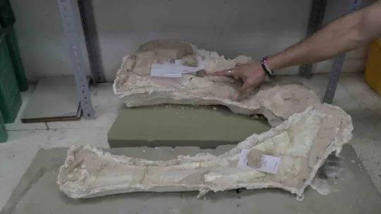 Taşhan kazılarında 'zürafa' fosili fışkırıyor