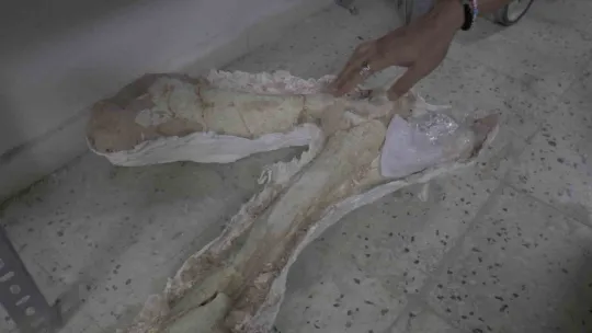Taşhan kazılarında 'zürafa' fosili fışkırıyor