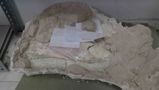 Taşhan kazılarında 'zürafa' fosili fışkırıyor