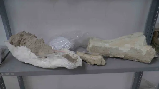 Taşhan kazılarında 'zürafa' fosili fışkırıyor