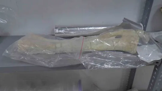 Taşhan kazılarında 'zürafa' fosili fışkırıyor