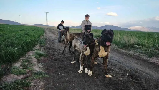 Tomarza Çaparları Tescillenme Çalışmaları Başladı