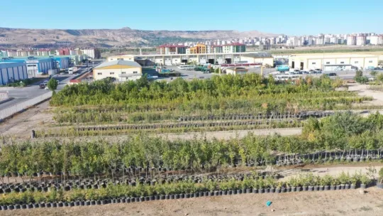 Türkiye'nin en büyük fidan üretim ve lojistik üssü Kocasinan'da