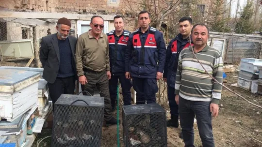 Yabani Angıt ve Yeşilbaş Ördekler yeniden özgür