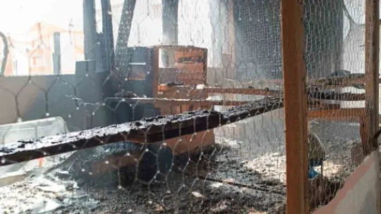 Yangında onlarca güvercin telef oldu