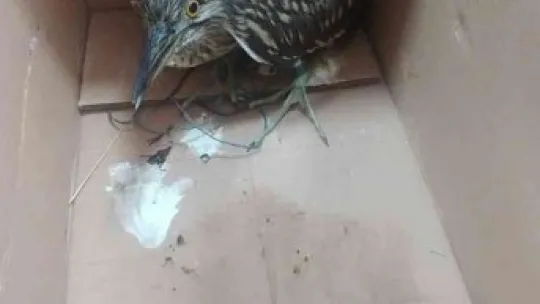 Yaralı balıkçıl kuşuna yardım eli