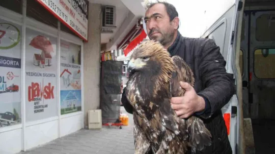 Yaralı kartala Bünyan Belediyesi sahip çıktı