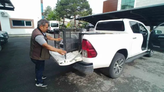 Yaralı kerkenez kuşuna yardım eli