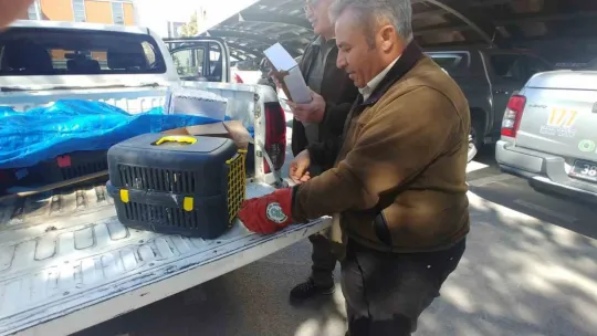Yaralı kulaklı orman baykuşu tedavi altına alındı