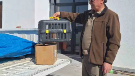 Yaralı kulaklı orman baykuşu tedavi altına alındı