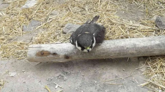 Yaralı kuşlara yardım eli