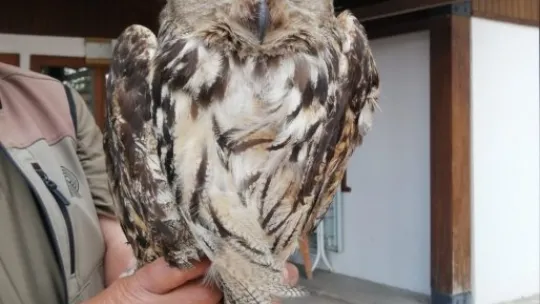 Yaralı puhu kuşu tedavi altına alındı