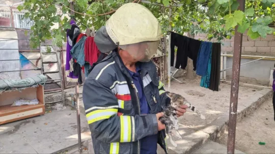 Yavru kediyi alevlerin arasından itfaiye ekipleri kurtardı