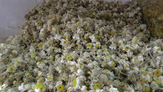 Aktar'dan bahar nezlesi için tavsiye