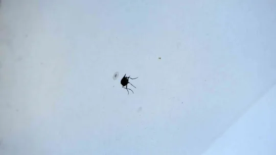 Yaz sineklerine erken tedbirle çözüm