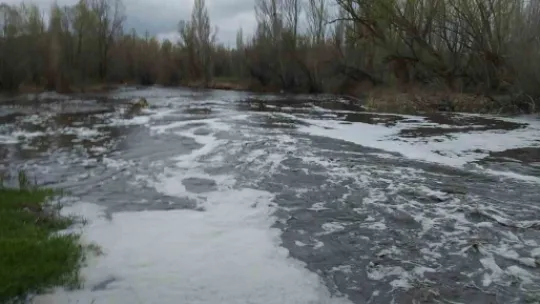 Zamantı Irmağı'nda ölen balıklar kıyıya vurdu