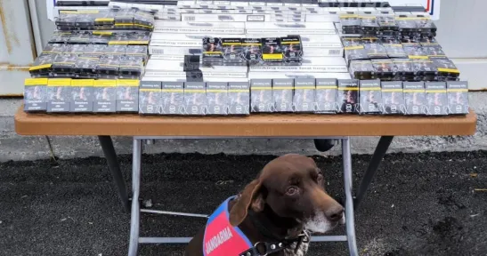 700 paket bandrolsüz kaçak sigara ele geçirildi